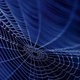 Image for article titled The Army Wants to Make Body Armor Out of Genetically Engineered Spider Silk
